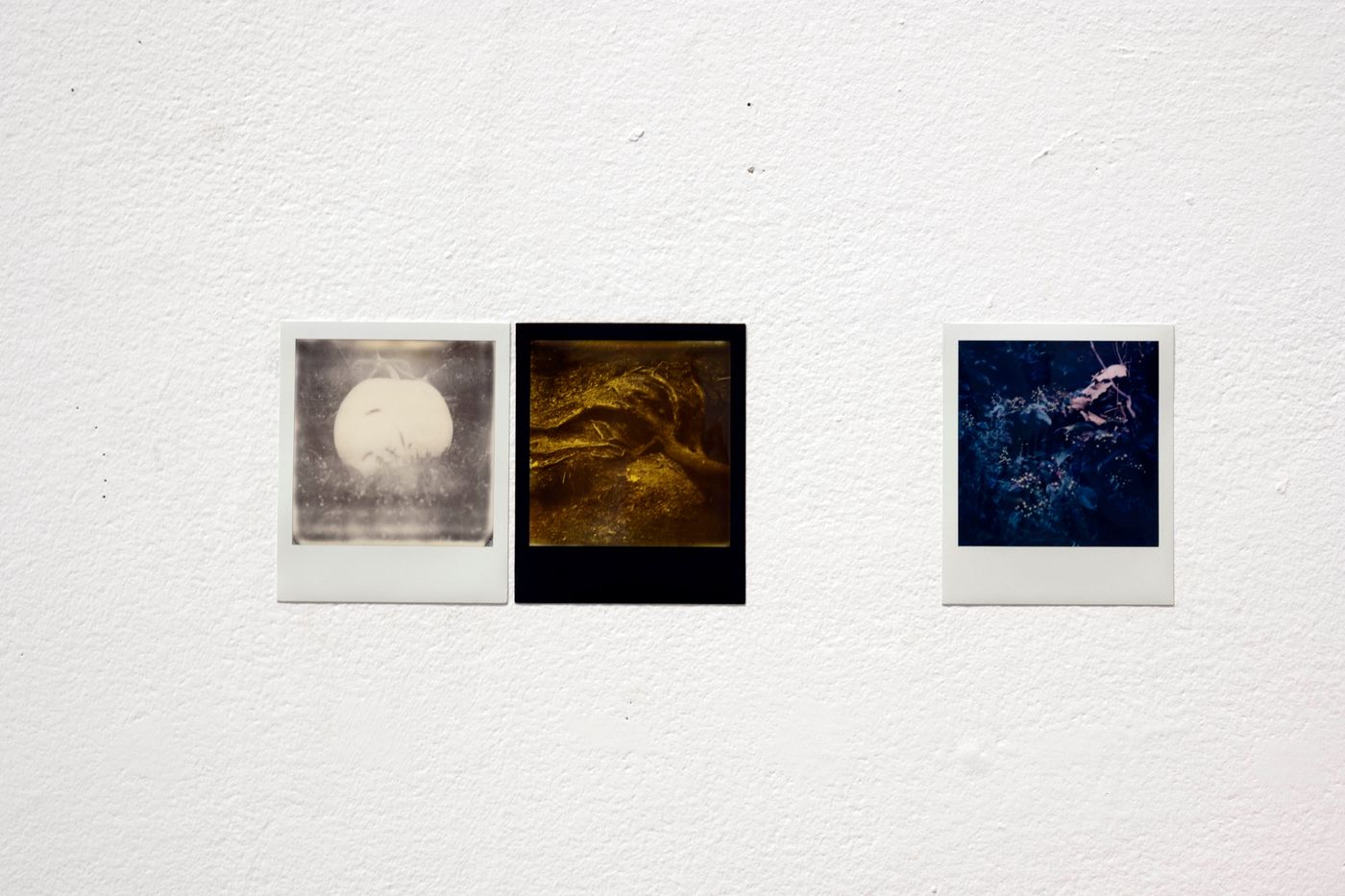 Permaculture Montage, 2021. Instant 160 speed film; each 3.108 x 3.024 in. Photo: Allison Minto.